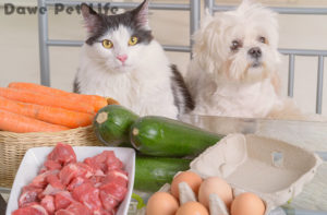 人間の食べ物を眺める犬と猫